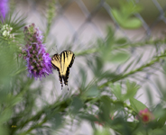 Tiger Swallowtail 2325